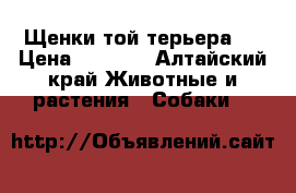 Щенки той-терьера ! › Цена ­ 5 000 - Алтайский край Животные и растения » Собаки   